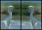 (24) egret montage.jpg    (1000x720)    428 KB                              click to see enlarged picture